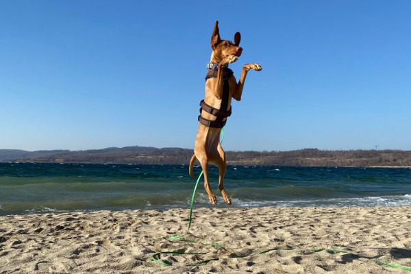 about_happy_dog