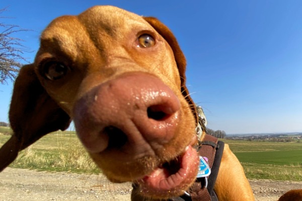 about_happy_dog2