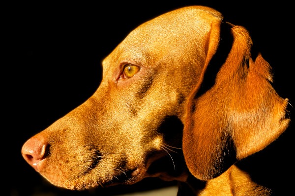 about_happy_dog3