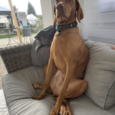 Magyar Vizsla sitzt wie ein Mensch auf dem Sofa