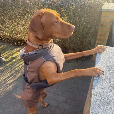 Magyar Vizsla steht am Zaun