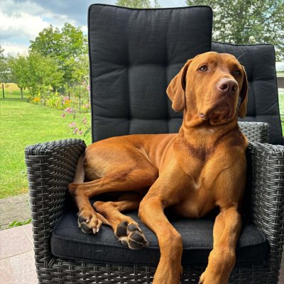 Magyar Vizsla liegt auf einem Sessel