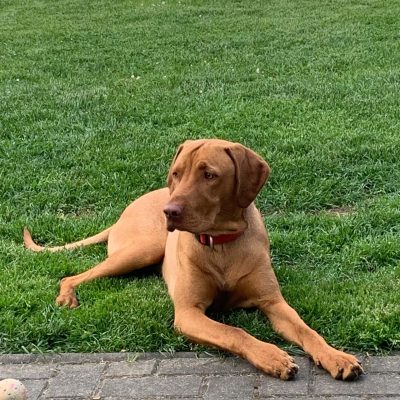 Magyar Vizsla liegt im Gras