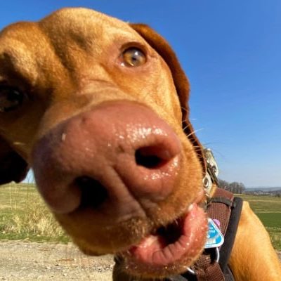 Magyar Vizsla schaut niedlich in die Kamera