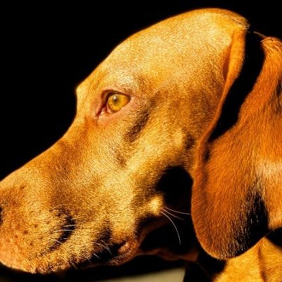 Portrait eines Magyar Vizsla